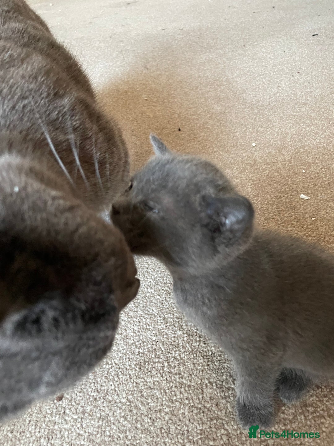 Mixed Breed cats for sale: Russian Blue/tuxedo cross kittens - Image 11