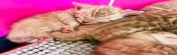 Bengal cats for sale: TICA Reg Bengal Kittens. Ready To Leave in 3 weeks - Advert 22