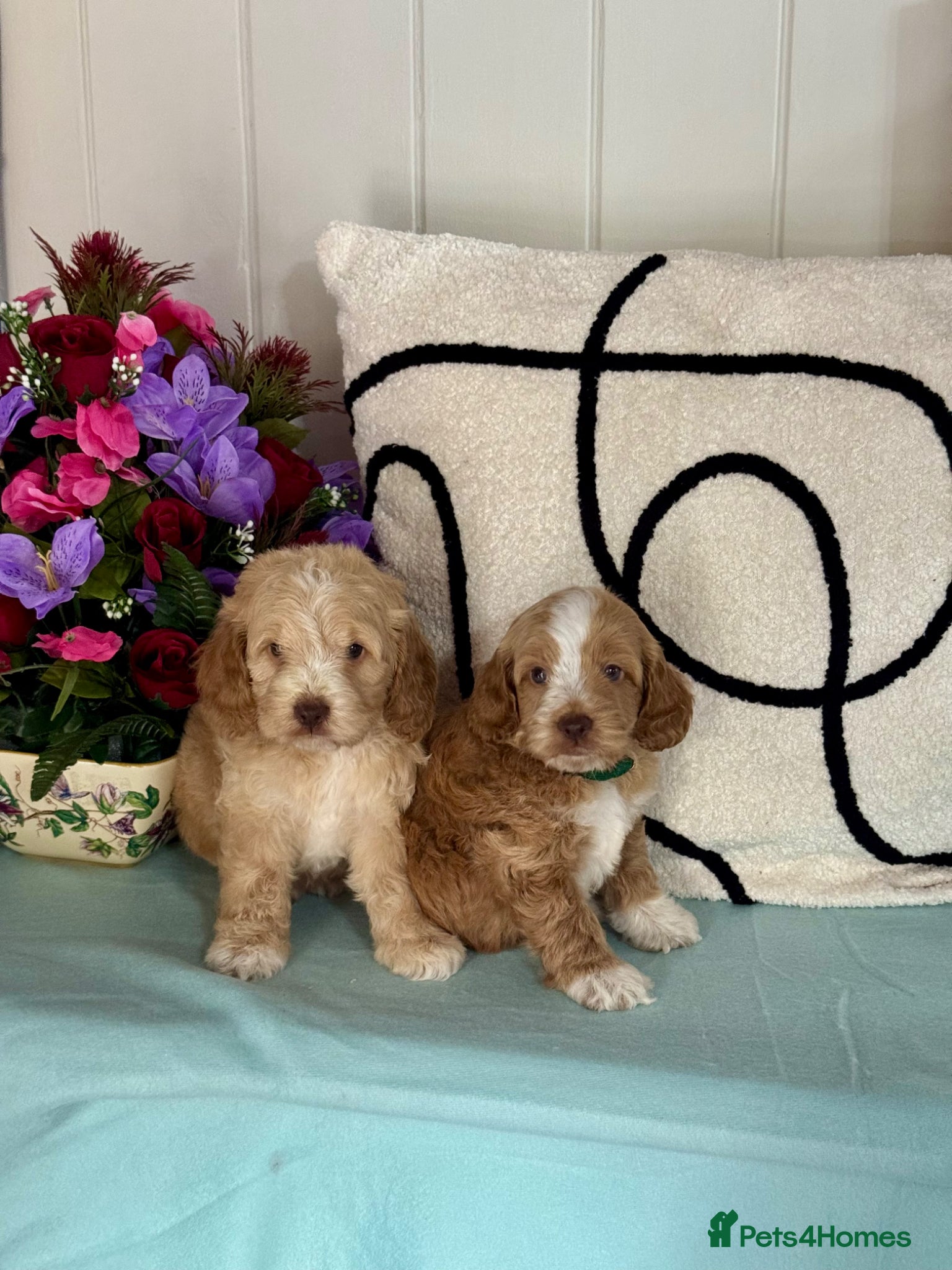 Cockapoo dogs 7 gorgeous f1 apricot Cockerpoos  - Advert 1