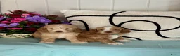 Cockapoo dogs for sale: 7 gorgeous f1 apricot Cockerpoos  - Advert 1