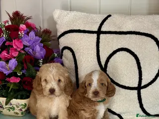 Cockapoo dogs 7 gorgeous f1 apricot Cockerpoos - Advert 1
