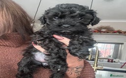 Cavapoo dogs for sale: F1 TOY CAVAPOOS ‘ONYX’ HEALTH TESTED - Image 13