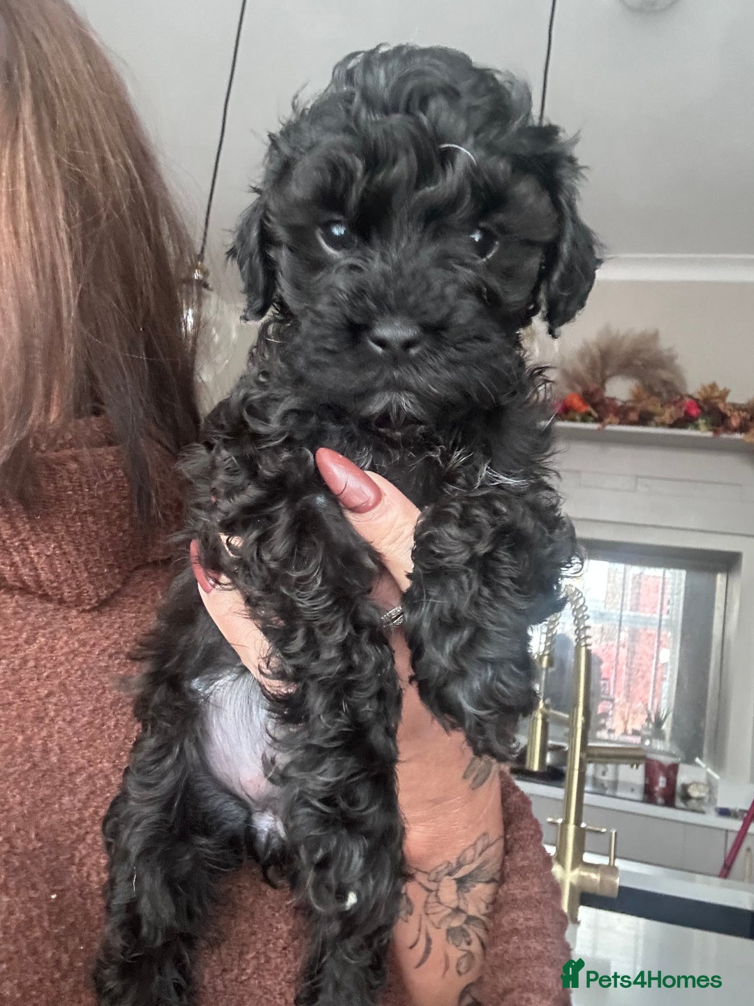 Cavapoo dogs for sale: F1 TOY CAVAPOOS ‘ONYX’ HEALTH TESTED - Image 13