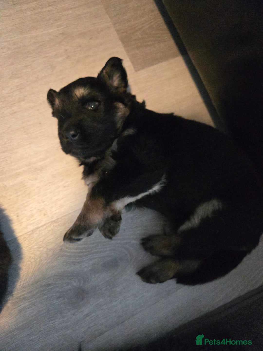 Sheprador dogs for sale: Beutiful male shepradors  - Advert 9