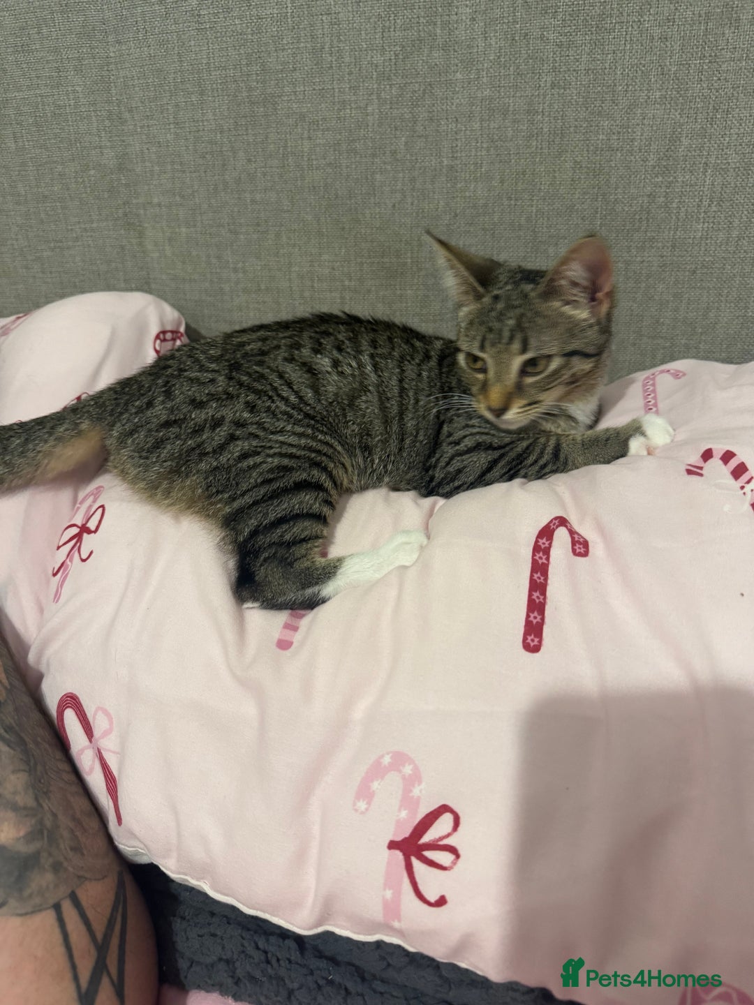 Domestic Shorthair cats for sale: Kitten for sale - Advert 4