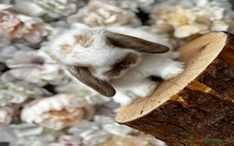 Mini Lop rabbits for sale: 🌟🌟 mini lop babies 🌟🌟 - Image 7