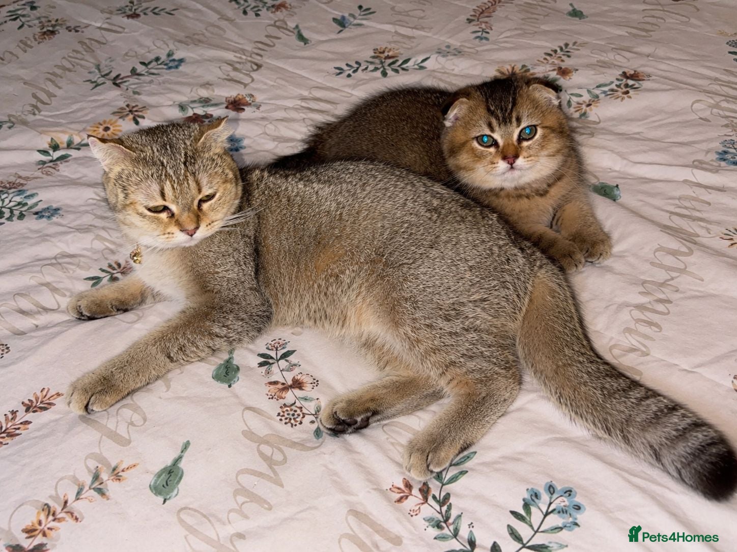 Scottish Fold cats Adorable Scottish Fold golden kitten  - Advert 1