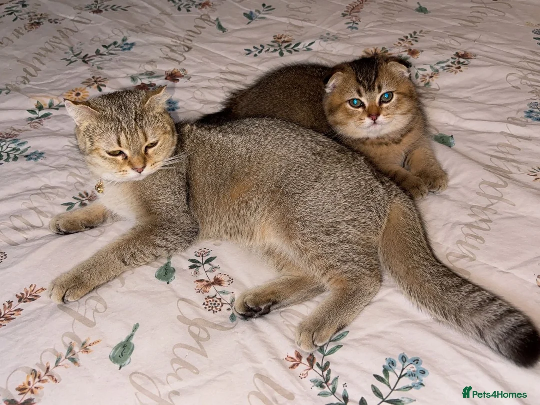 Scottish Fold cats for sale: Adorable Scottish Fold golden kitten  in Mitcham - Advert 1