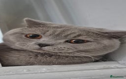 British Shorthair cats for sale: British shorthair kittens for sale  - Image 9