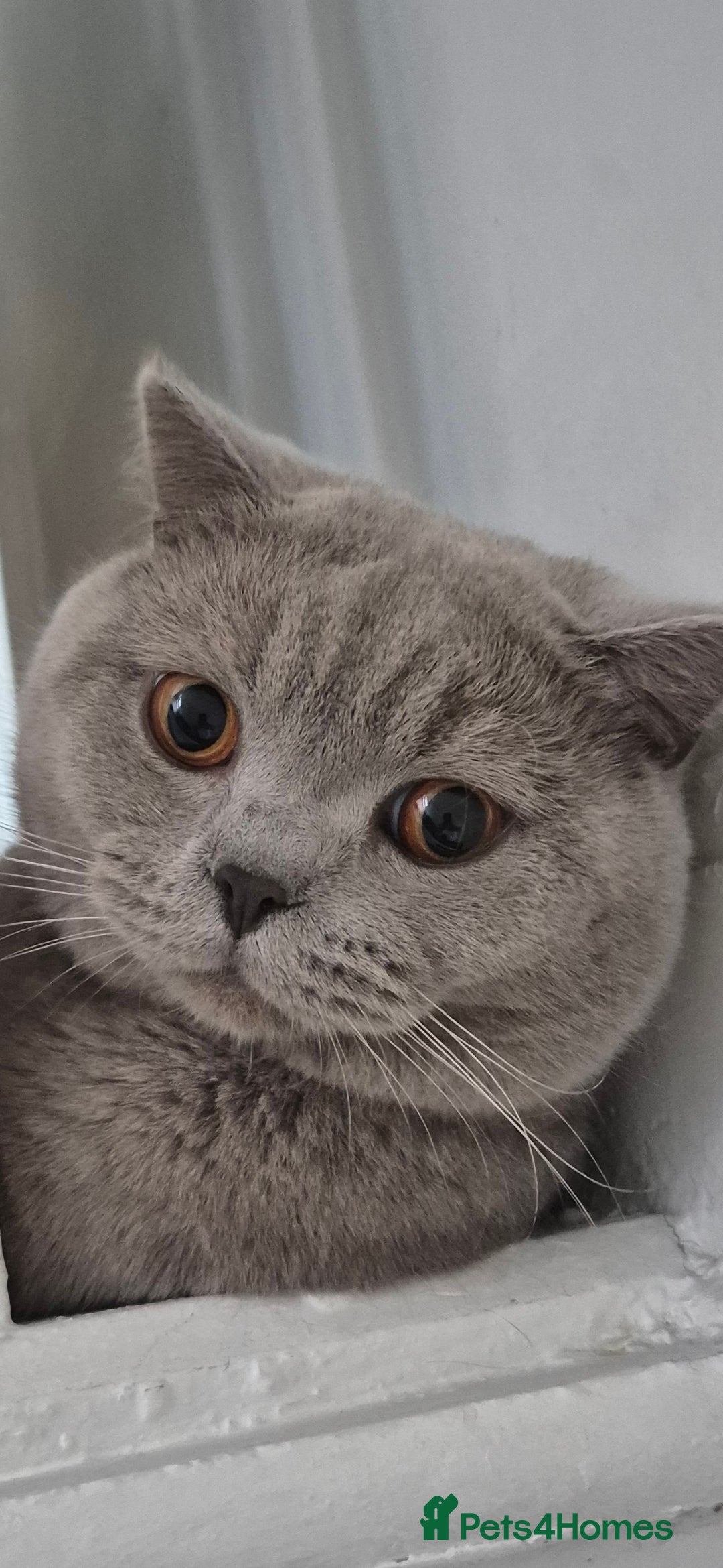 British Shorthair cats for sale: British shorthair kittens for sale  - Image 9