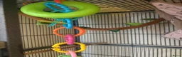 Sugar Glider rodents for sale: 3 Sugar Gliders in Plymouth - Advert 6