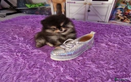 Pomeranian dogs for sale: Super tiny 2 Girls & a boy 💙💓 - Image 16