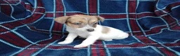 Jack Russell dogs for sale: Jack russell pups for sale - Advert 8