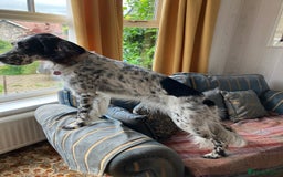 English Setter dogs for sale: 2yr. Pedigree working English setter sale/share - Image 17