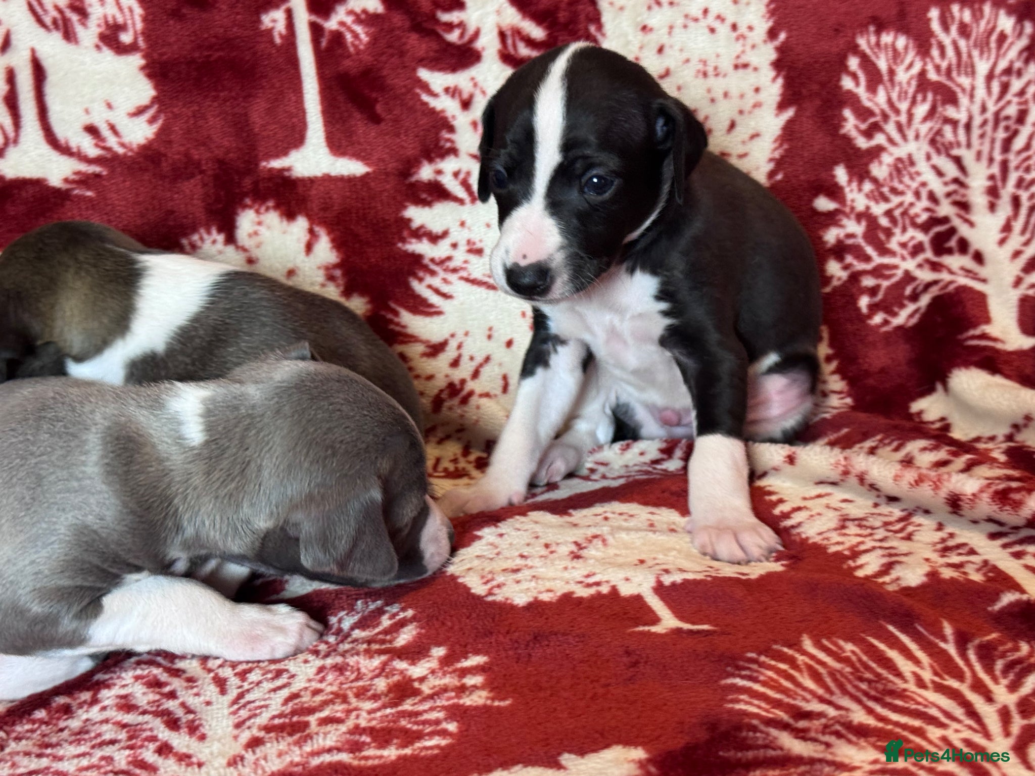 Mixed Breed dogs 3/4 Italian Greyhound puppies - Advert 2