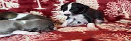 Mixed Breed dogs for sale: 3/4 Italian Greyhound puppies in Horsham - Advert 5