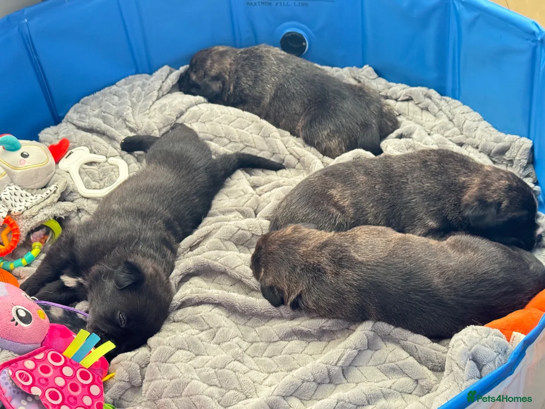 Mixed Breed dogs for sale: French bulldog x German Shepard pups for sale  - Advert 2