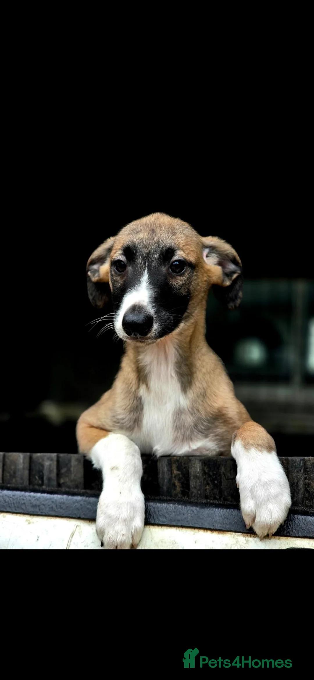 Mixed Breed dogs for sale: 3/4 whippet 1/4 collie - Advert 9