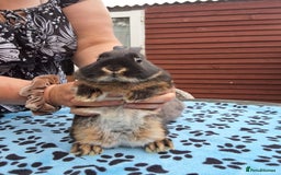 Netherland Dwarf rabbits for sale: 2 male bucks ready for forever homes - Image 8