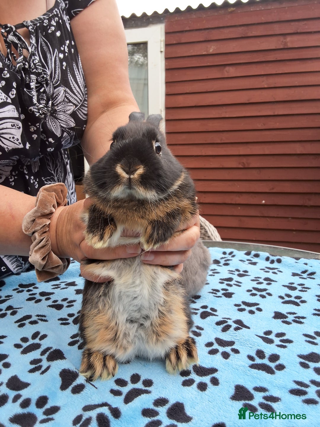Netherland Dwarf rabbits for sale: 2 male bucks ready for forever homes - Image 8