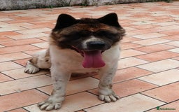 Akita dogs for sale: Big American Akita - Image 4