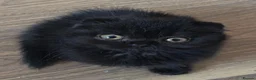 Scottish Fold cats for sale: Beautiful kittens - Advert 26