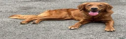 Golden Retriever dogs for sale: DARK RED KC REG GOLDEN PUPPIES HEALTH TESTED CLEAR - Advert 13