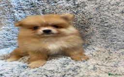Pomeranian dogs for sale: Ready to leave Pomeranian puppies  - Image 17