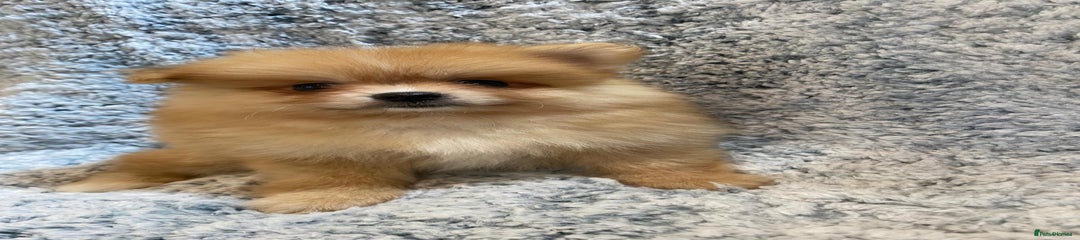 Pomeranian Puppy 5