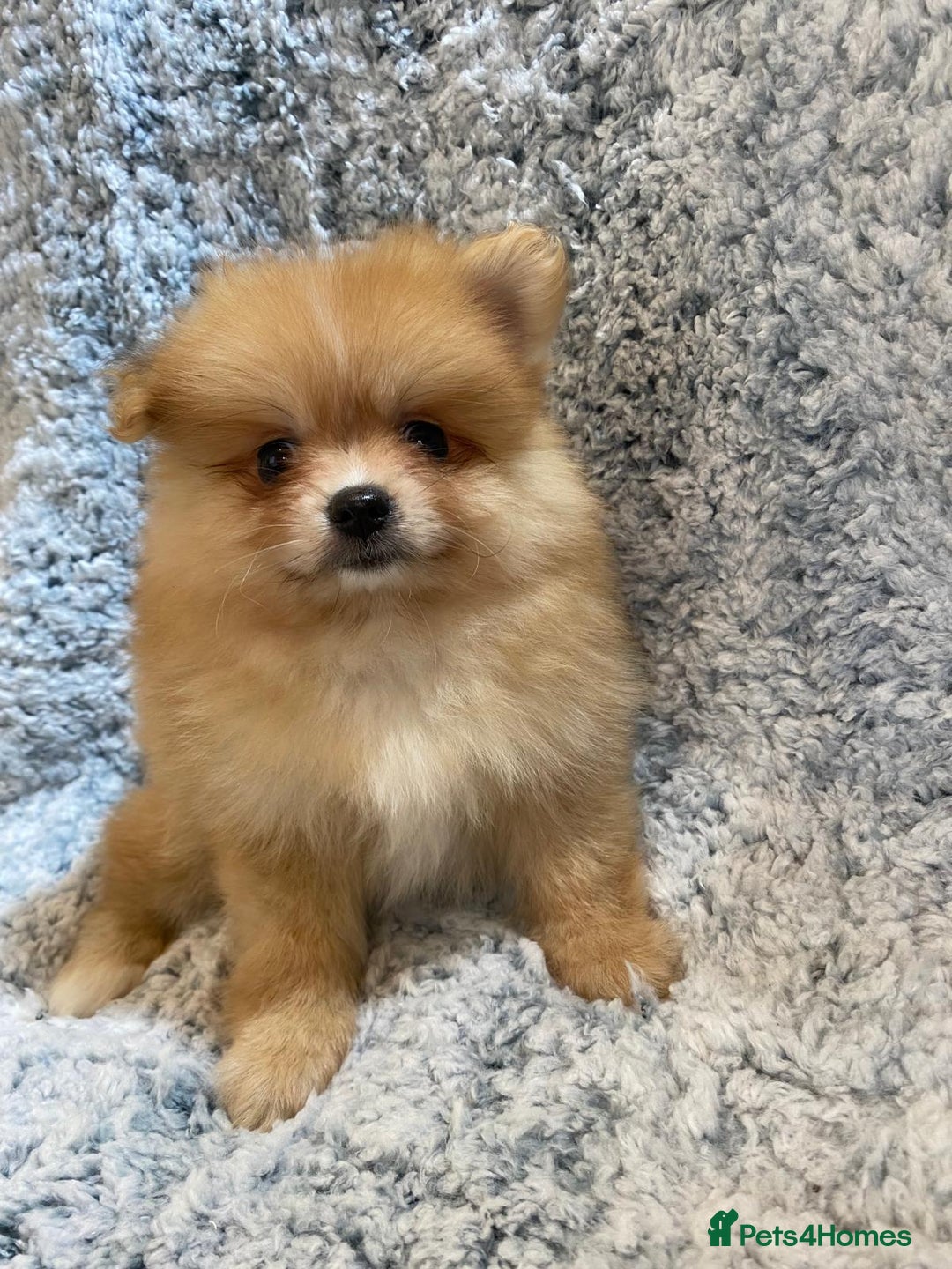 Pomeranian dogs for sale: Ready to leave Pomeranian puppies  - Image 17