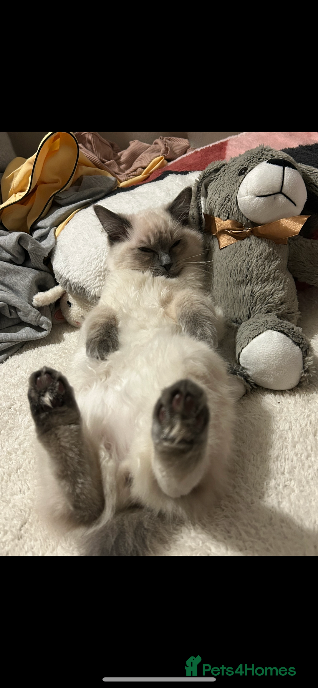 Ragdoll cats for sale: Ragdoll kittens - male - Advert 37