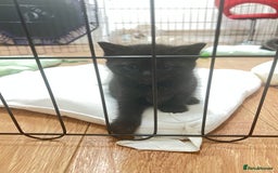 Mixed Breed cats for sale: Beautiful mixed bread kittens  - Image 7