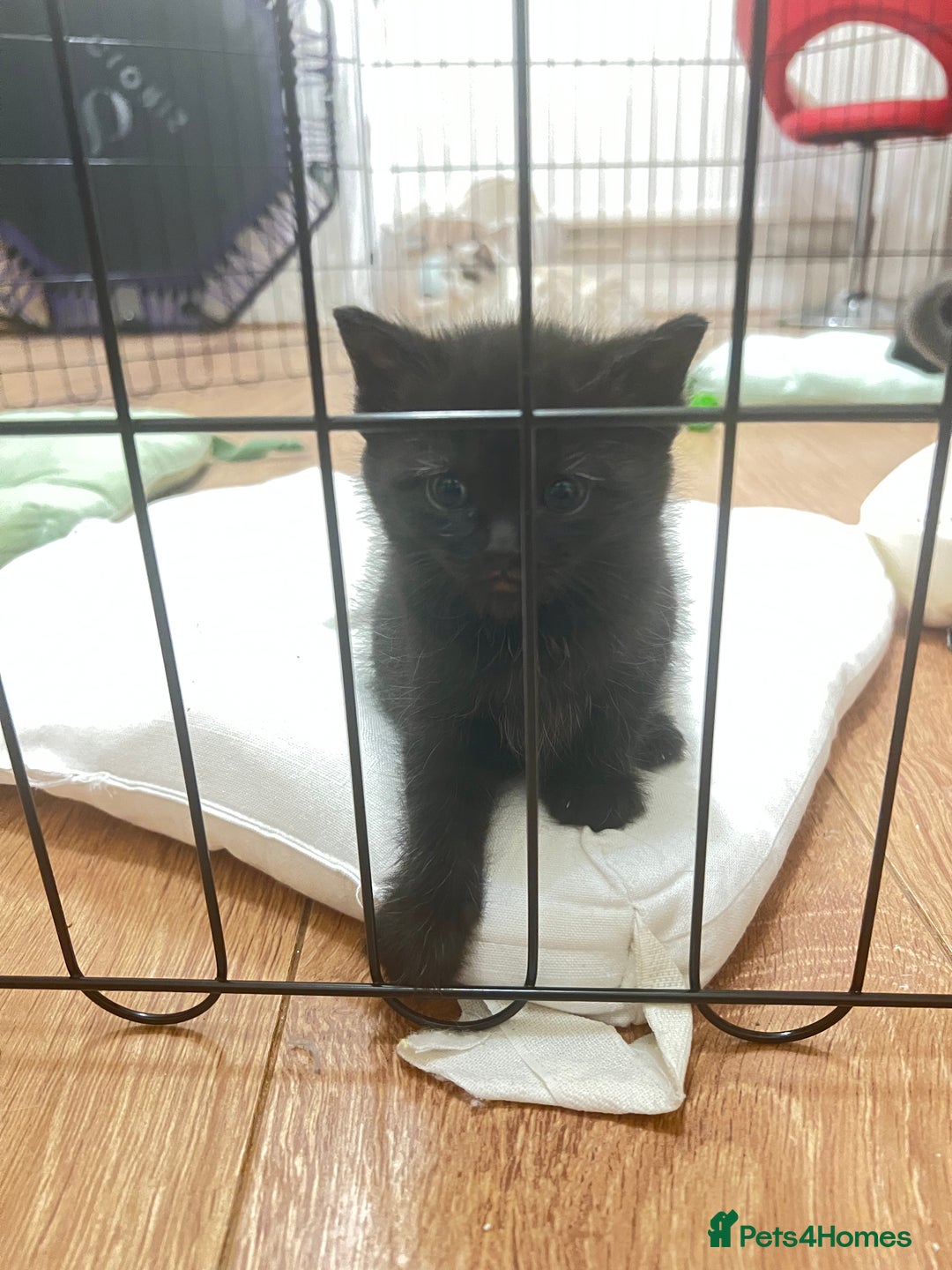 Mixed Breed cats for sale: Beautiful mixed bread kittens  - Image 7