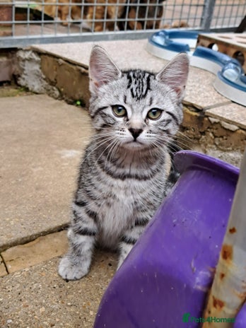 Siberian cats Stunning litter of Siberian x kittens - Advert 1