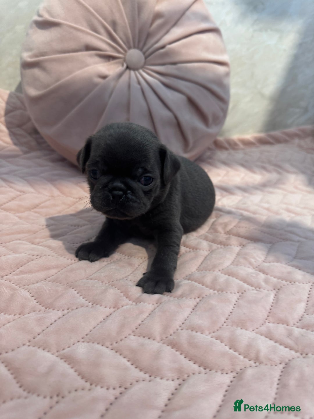 Pug dogs for sale: Only 2 left! Rare coloured pug puppies available  - Advert 21