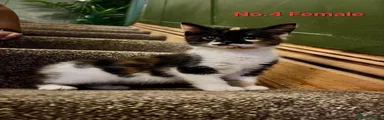 Mixed Breed 4