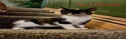Mixed Breed cats for sale: Gorgeous kittens ready for loving homes - Advert 8