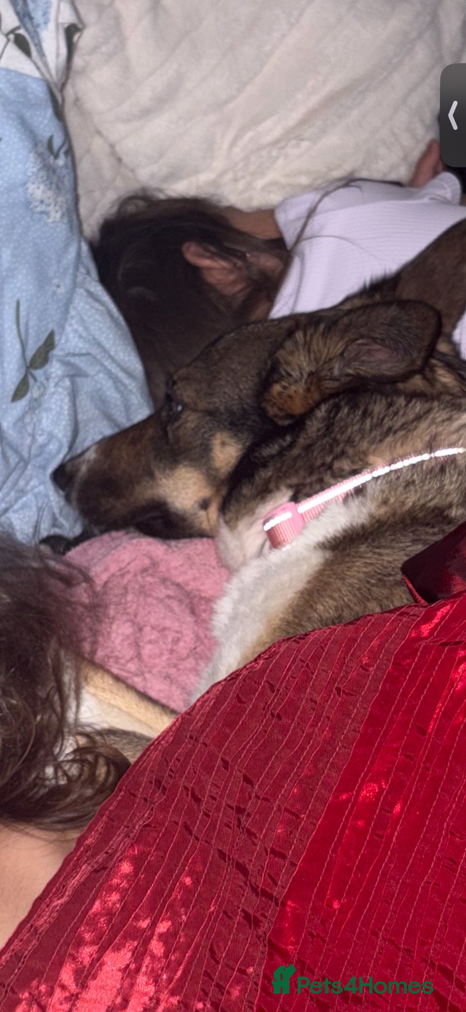 Mixed Breed dogs for sale: German shepherd Border collie cross - Advert 8