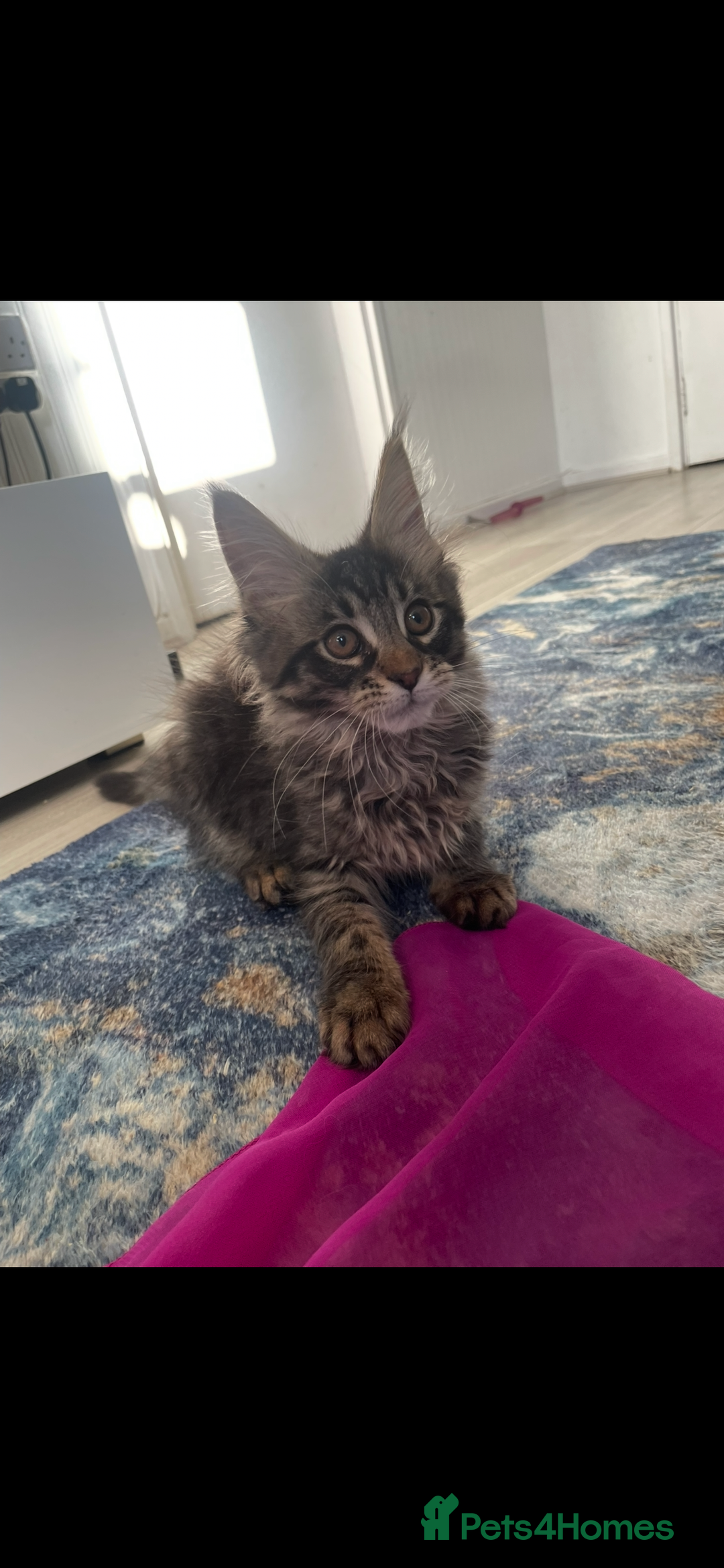 Maine Coon cats for sale:  3 beautiful pedigree Maine coon kittens  - Advert 4