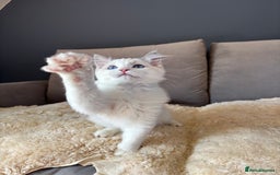 Ragdoll cats for sale: GCCF registered Kitten! 💙 Lilac  - Image 13