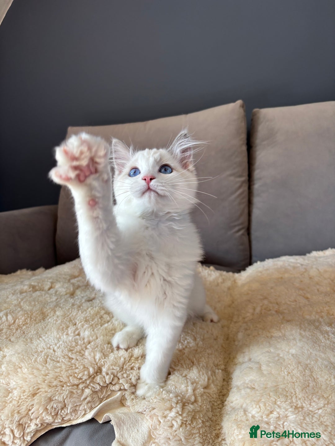 Ragdoll cats for sale: GCCF registered Kitten! 💙 Lilac  - Image 13