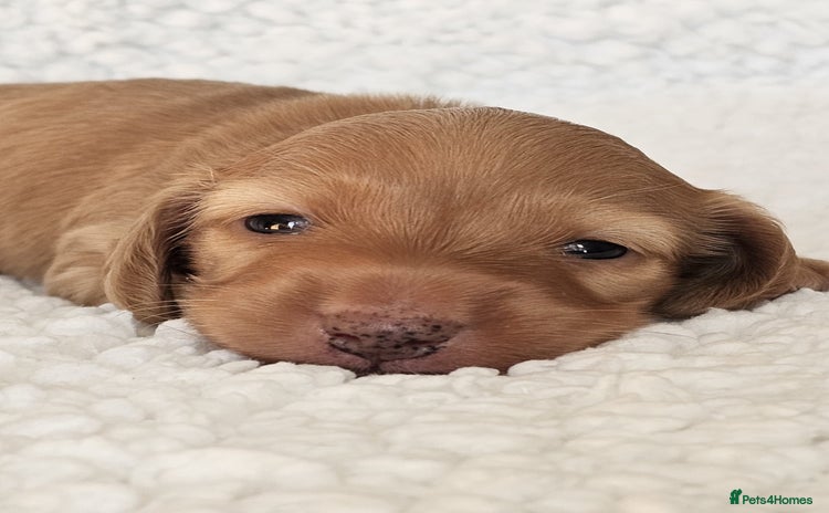 Miniature Dachshund dogs - Advert 10