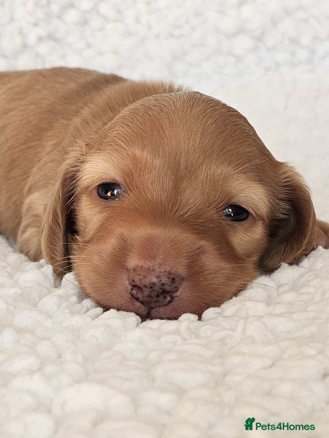 Miniature Dachshund dogs for sale: Lovely Longhaired Red Boy Available - Image 1