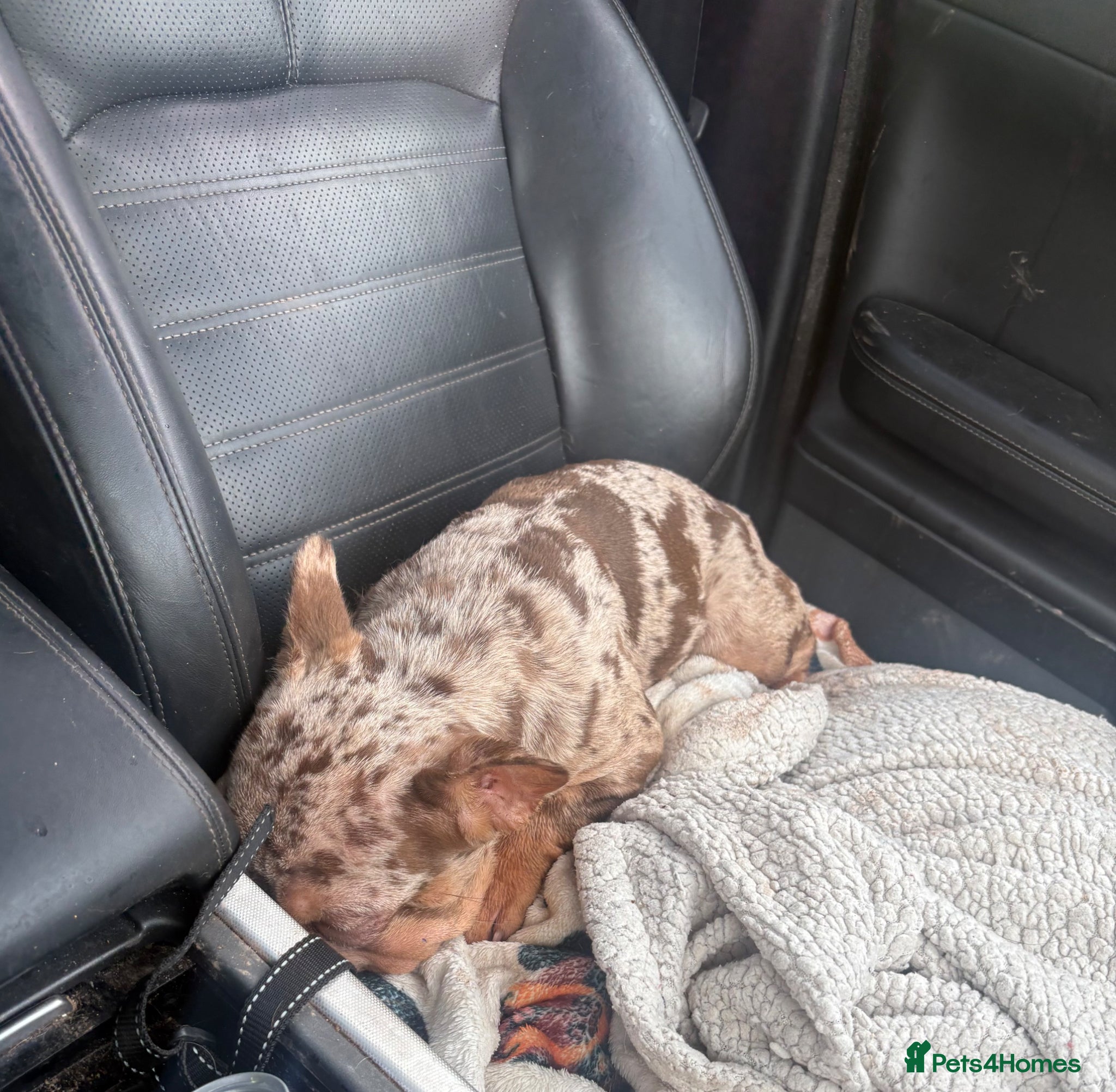 French Bulldog dogs for sale: Rojo French Bulldog puppies  - Advert 2