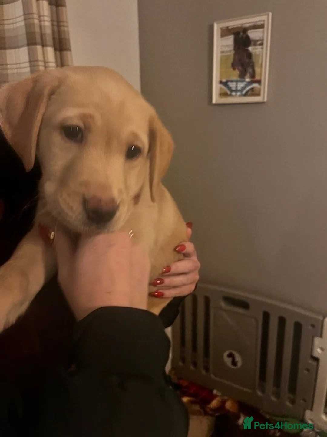 Labrador Retriever dogs for sale: Beautiful Labrador girl for sale  - Advert 7