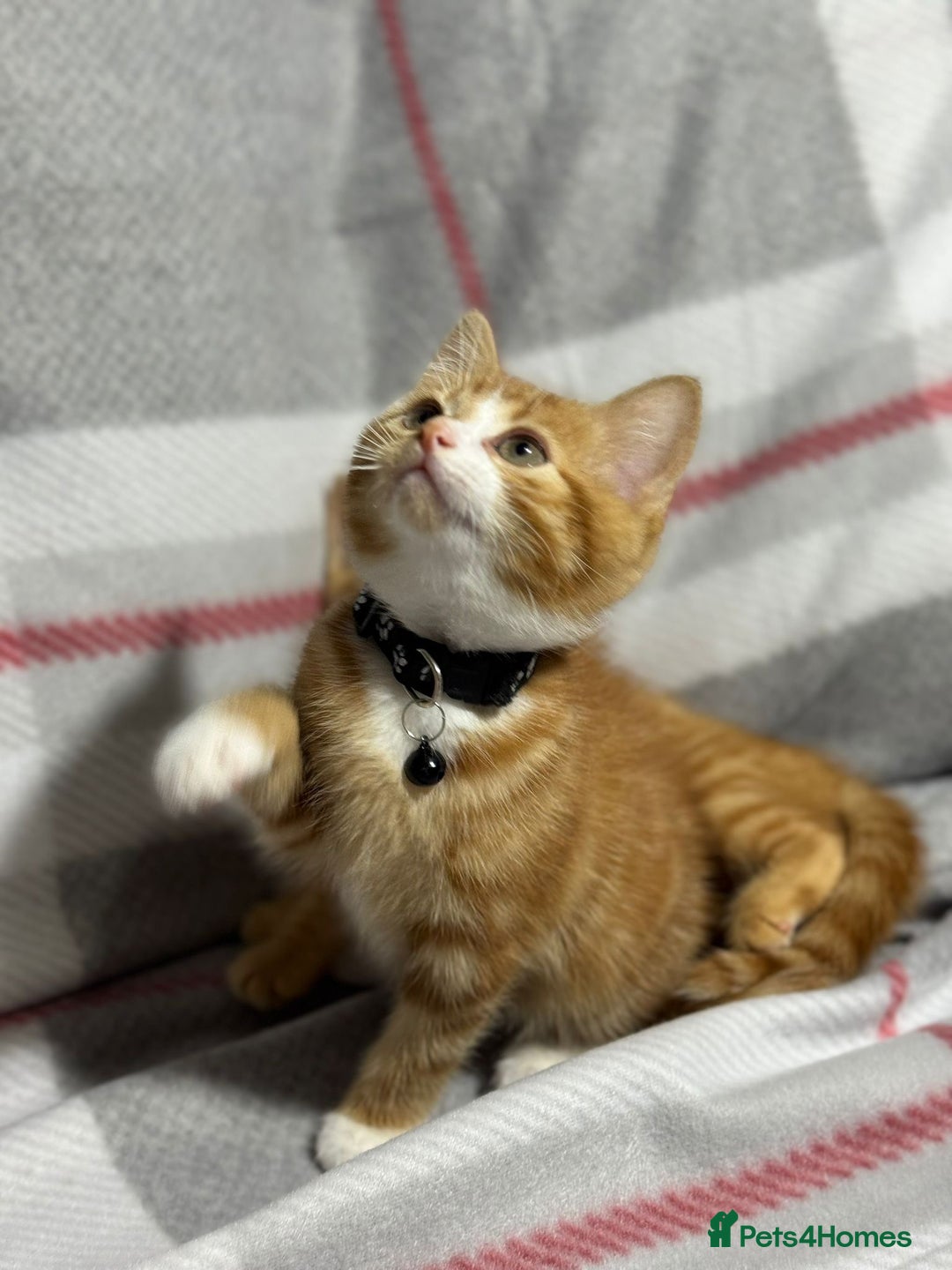 British Longhair cats for sale: Beautilful ginger boys - Advert 2