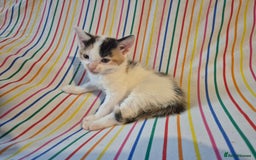Mixed Breed cats for sale: Gorgeous kittens long and short haired - Image 2