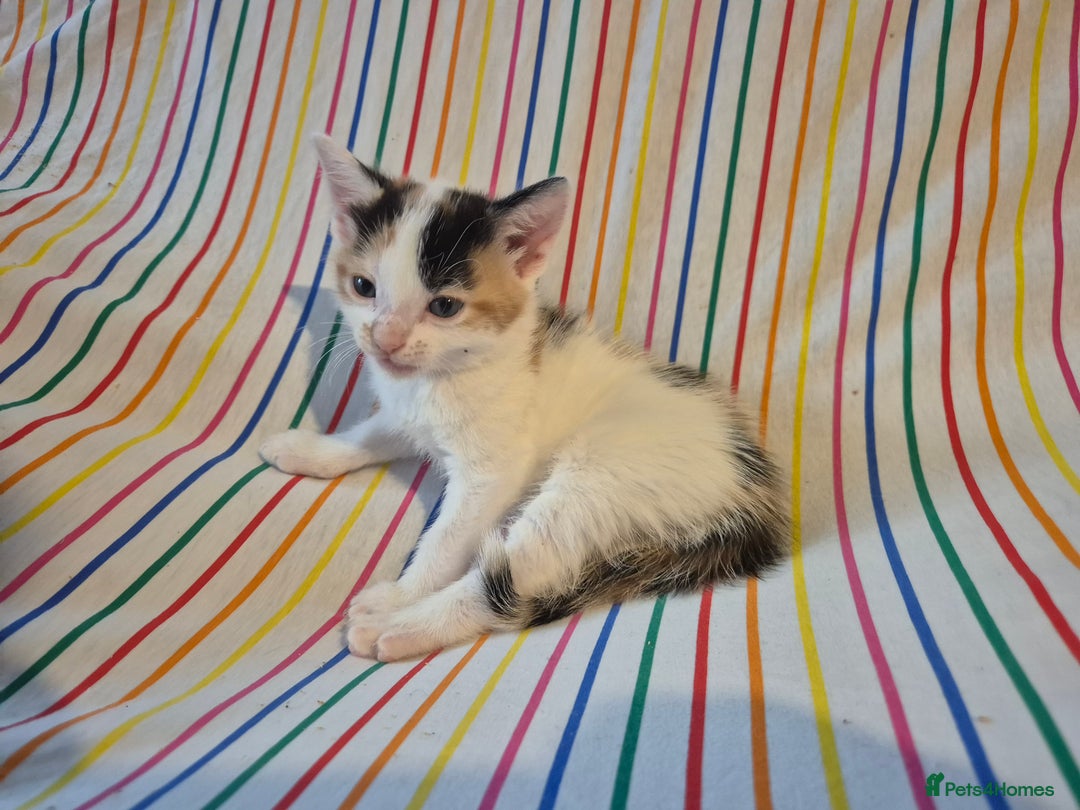 Mixed Breed cats for sale: Gorgeous kittens long and short haired - Image 2