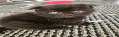 Scottish Fold 3