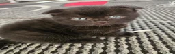 Scottish Fold cats for sale: 4 beautiful scottish folds for sale   - Advert 3